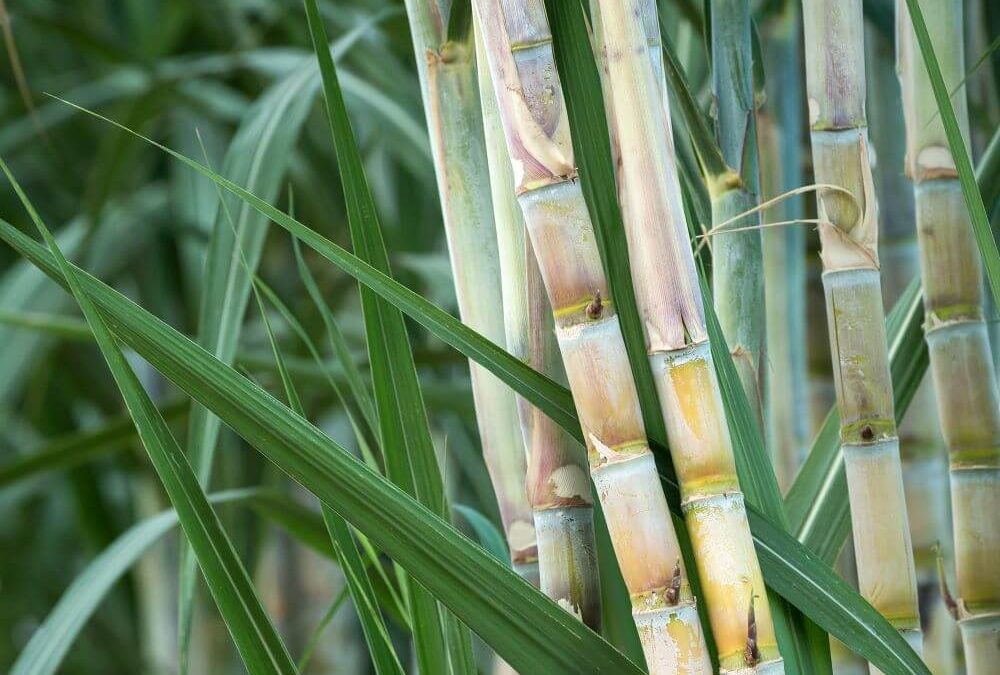 Photo of raw sugar cane growing in the fields