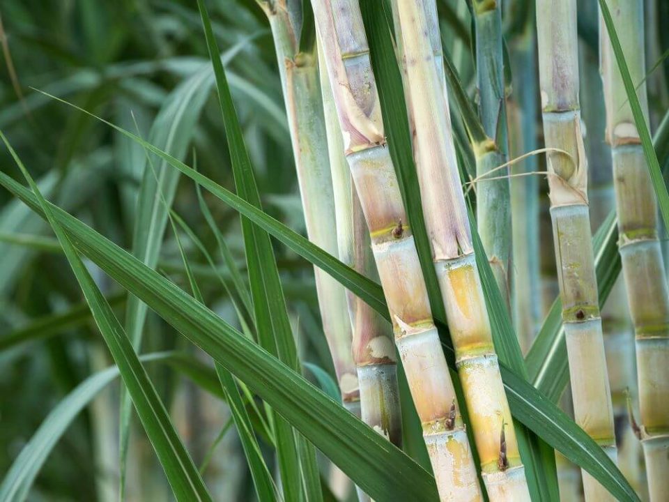 Photo of raw sugar cane growing in the fields